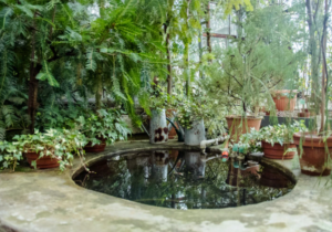 pond