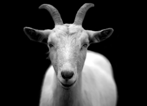 Goats