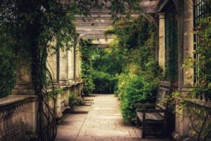 plants